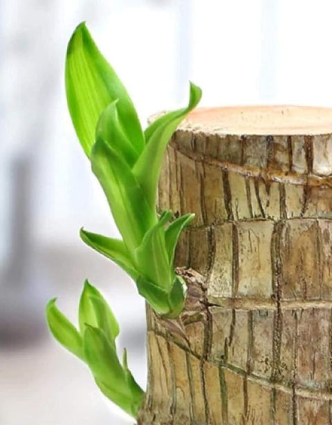 Brazilian lucky bamboo live plant-Pack of 1 - BUYSQUARE