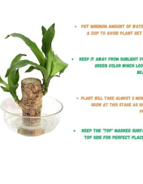 Brazilian lucky bamboo live plant-Pack of 1 - BUYSQUARE