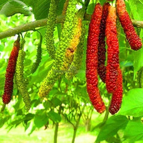 Shahtoot Fruit Seeds