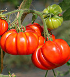 Tomato Seeds