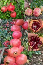 Pomegranate Fruit Seeds