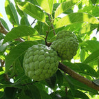 Sitaphal Fruit Plant Seeds