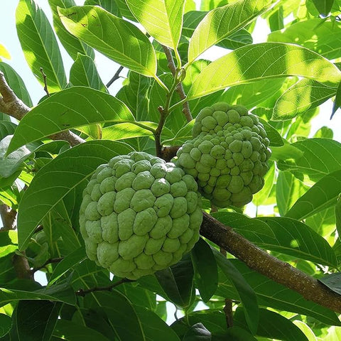 Sitaphal Fruit Plant Seeds