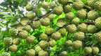 Sitaphal Fruit Plant Seeds