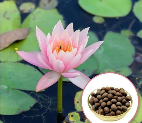 Japanese Bonsai Multicolour Lotus Seeds