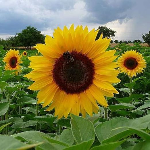 Sunflower Seeds for Planting