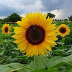 Sunflower Seeds for Planting