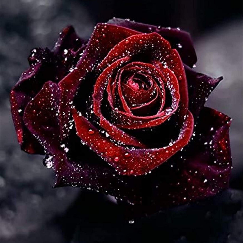 Blood Rose Seeds Red Black