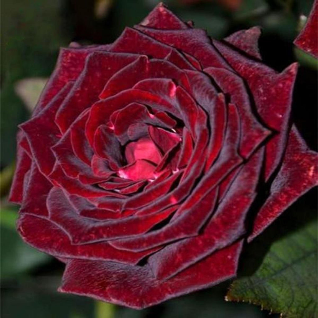 Blood Rose Seeds Red Black