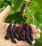 Shahtoot Fruit Seeds