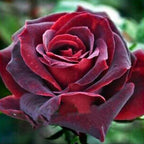 Blood Rose Seeds Red Black