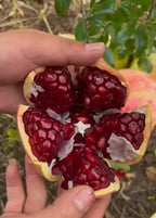 Pomegranate Fruit Seeds