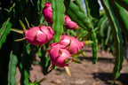 Dragon Fruit Plant Seeds