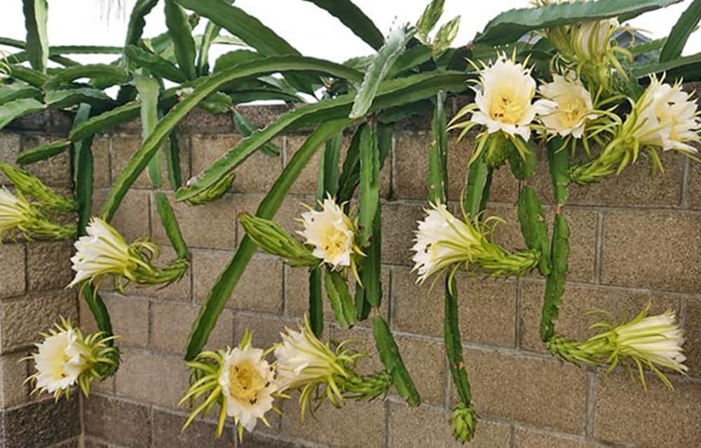 Dragon Fruit Plant Seeds