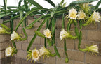 Dragon Fruit Plant Seeds