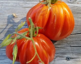 Tomato Seeds