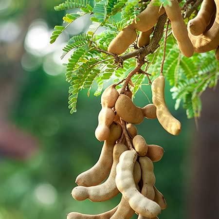 Sweet Tamarind Plant Seeds