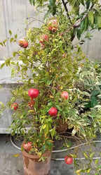 Pomegranate Fruit Seeds