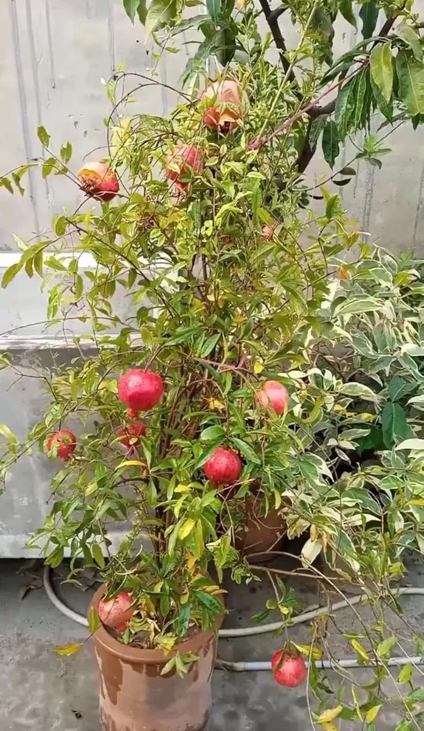 Pomegranate Fruit Seeds