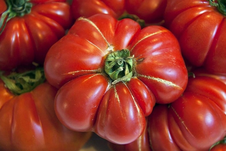 Tomato Seeds