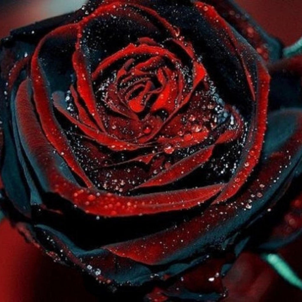 Blood Rose Seeds Red Black
