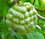Sitaphal Fruit Plant Seeds