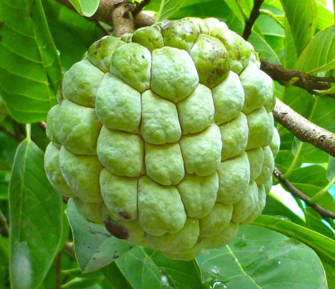 Sitaphal Fruit Plant Seeds