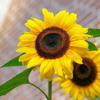 Sunflower Seeds for Planting