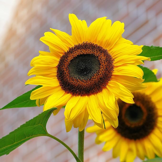 Sunflower Seeds for Planting