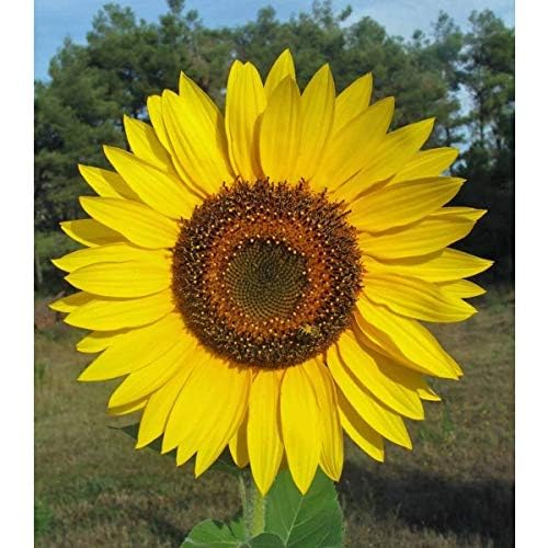 Sunflower Seeds for Planting