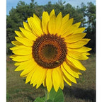 Sunflower Seeds for Planting