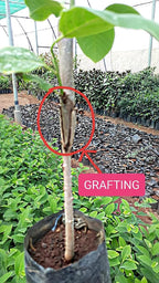 Sitaphal Fruit Plant Seeds