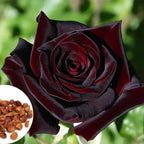 Blood Rose Seeds Red Black