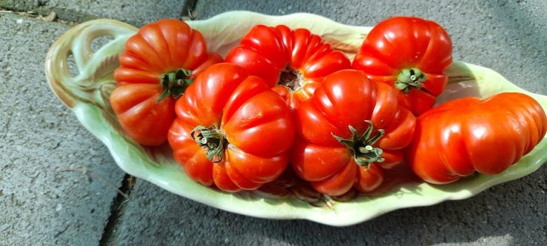Tomato Seeds