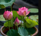 Japanese Bonsai Multicolour Lotus Seeds