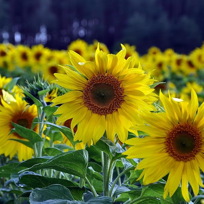 Sunflower Seeds for Planting