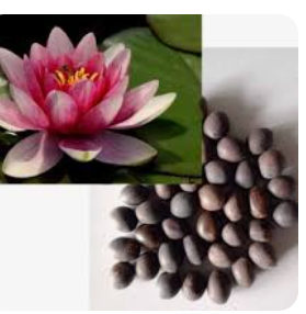 Japanese Bonsai Multicolour Lotus Seeds
