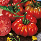 Tomato Seeds