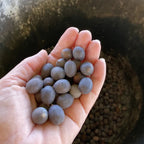 Japanese Bonsai Multicolour Lotus Seeds