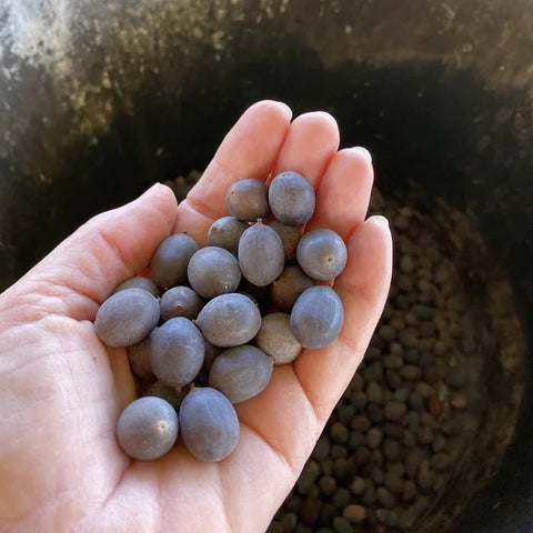 Japanese Bonsai Multicolour Lotus Seeds