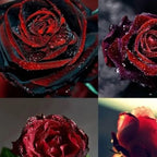 Blood Rose Seeds Red Black