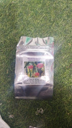 Dragon Fruit Plant Seeds