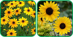 Sunflower Seeds for Planting