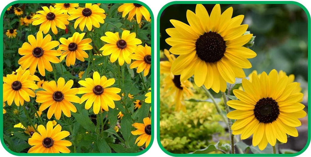 Sunflower Seeds for Planting