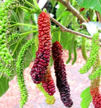 Shahtoot Fruit Seeds
