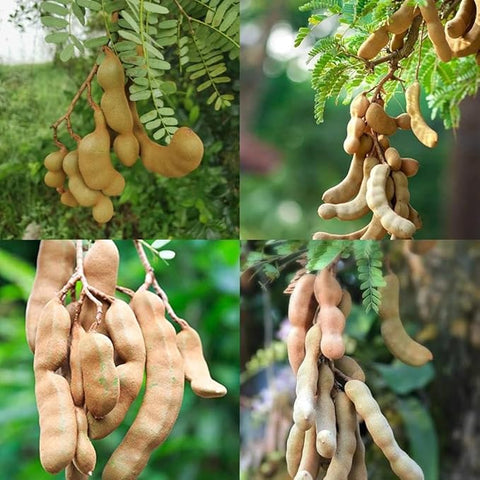 Sweet Tamarind Plant Seeds