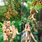 Sweet Tamarind Plant Seeds