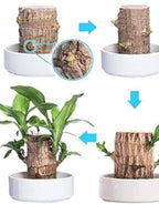Brazilian lucky bamboo live plant-Pack of 1 - BUYSQUARE