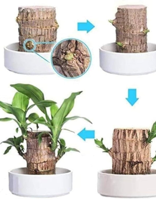 Brazilian lucky bamboo live plant-Pack of 1 - BUYSQUARE