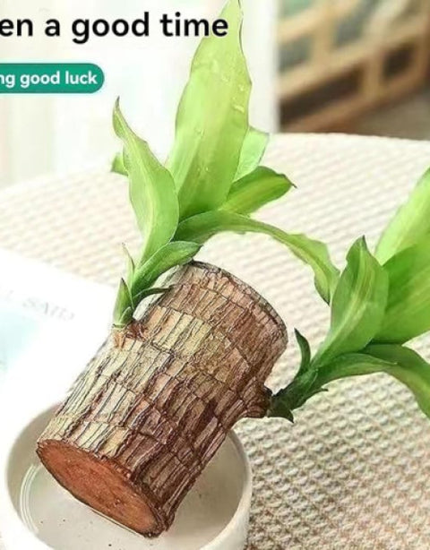 Brazilian lucky bamboo live plant-Pack of 1 - BUYSQUARE
